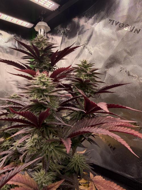 Seriotica. Week 9