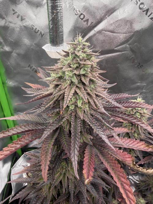 Seriotica. Week 11