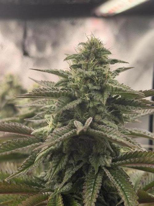 2nd Grow :). Week 5