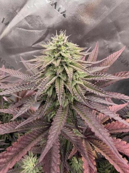 Seriotica. Week 9