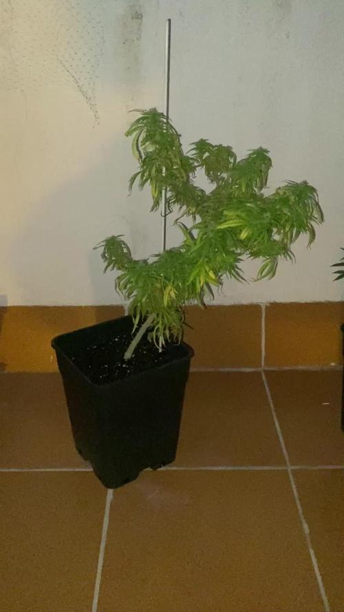 Ruderalis