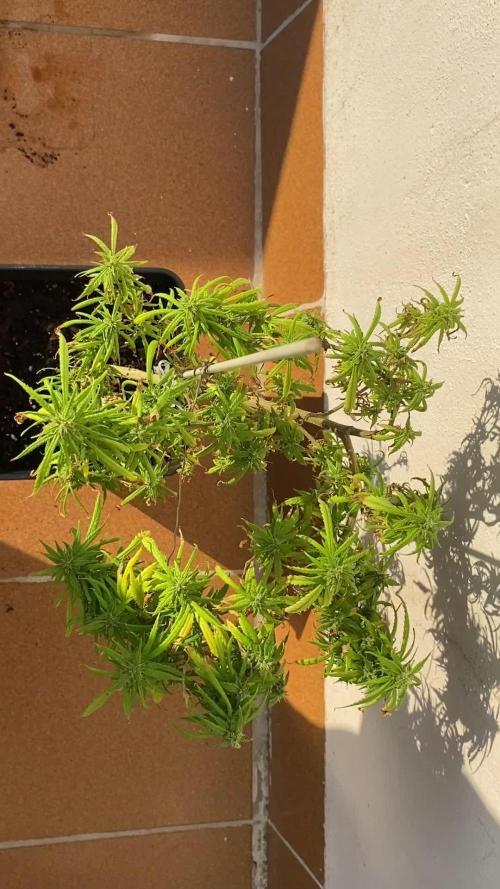 Ruderalis
