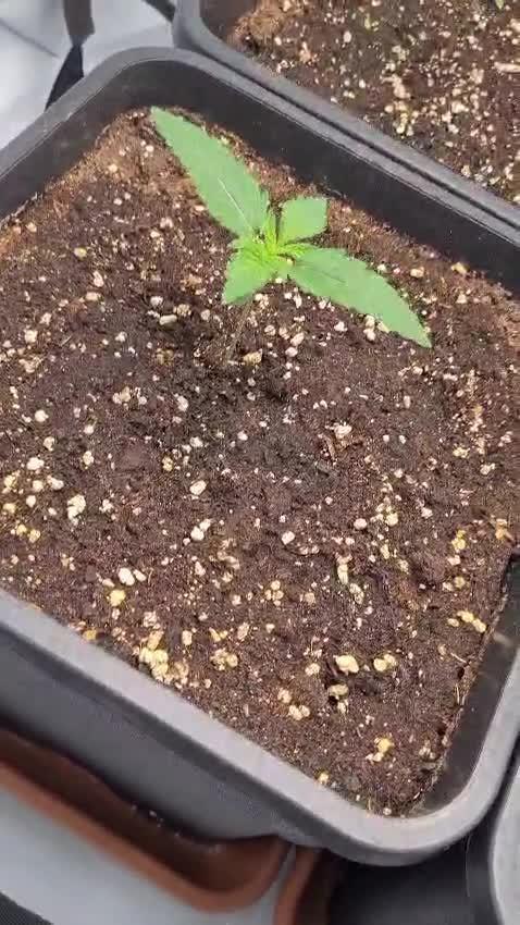 First Grow ever!