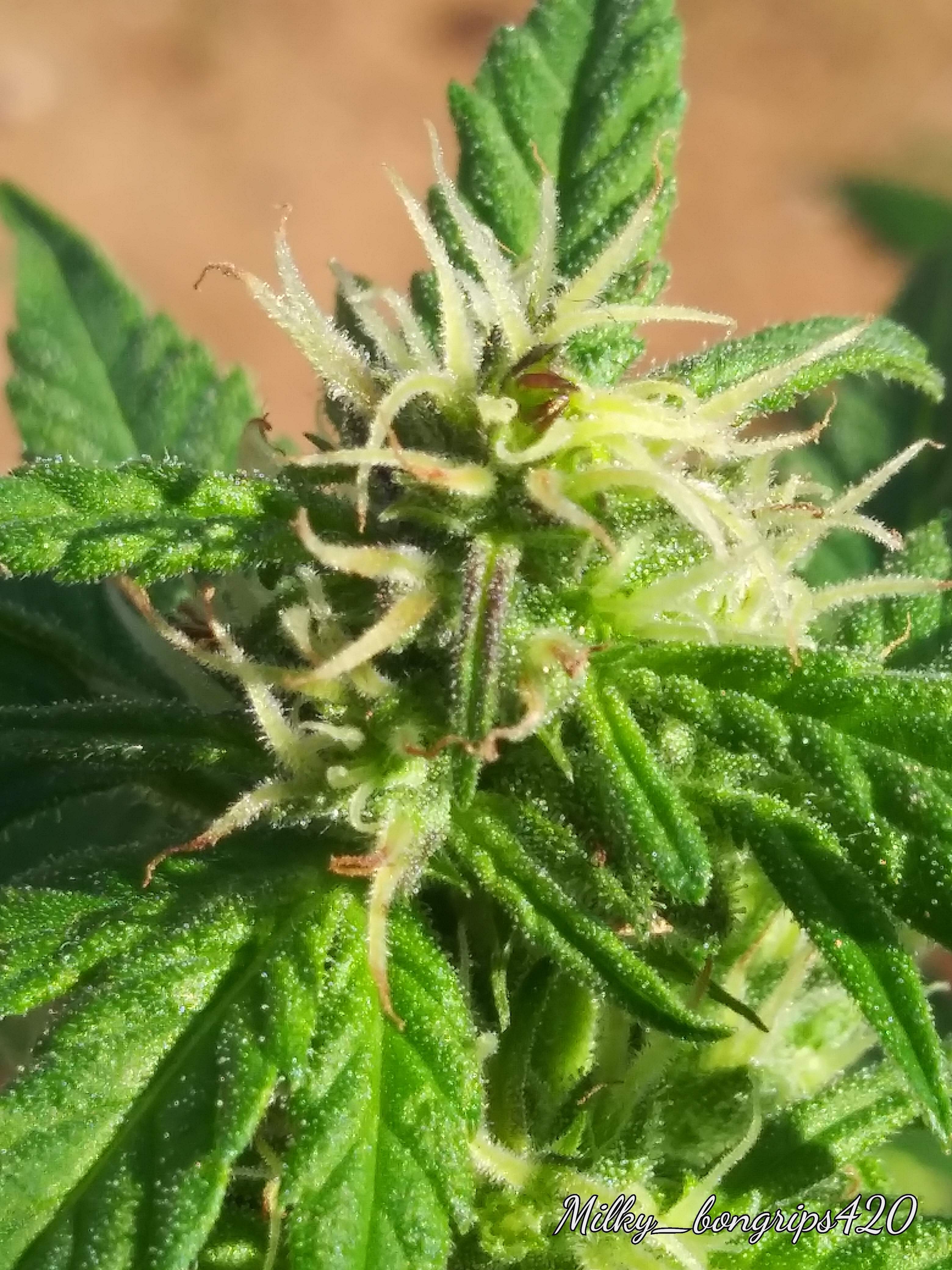 Barney's Farm Sweet Tooth Auto, Seedsman Strawberry Cheesecake Auto grow diary (journal) week10