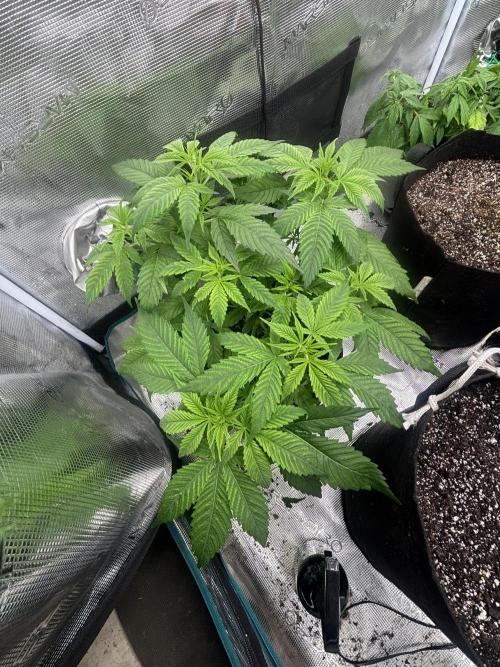 Savages Winter grow. Week 8