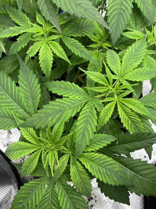 Savages Winter grow. Week 8