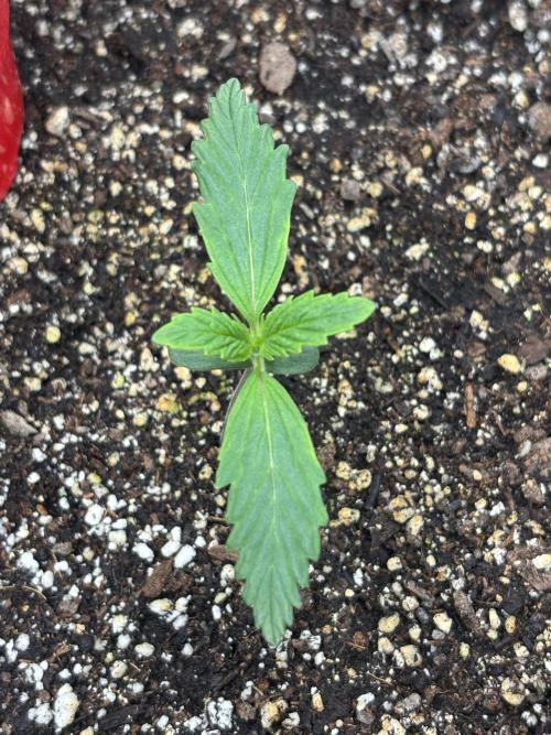 savages grows. Week 1