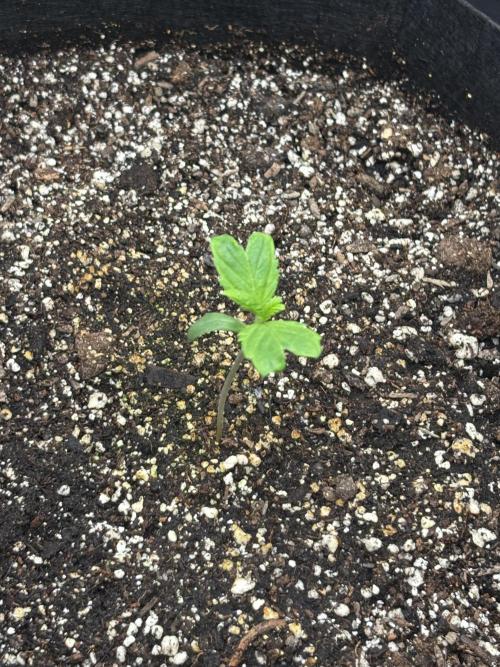 savages grows. Week 1