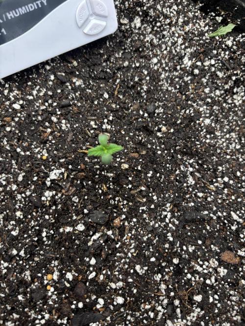 savages grows. Week 1