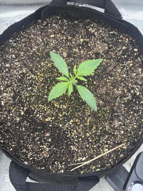 savages grows. Week 2