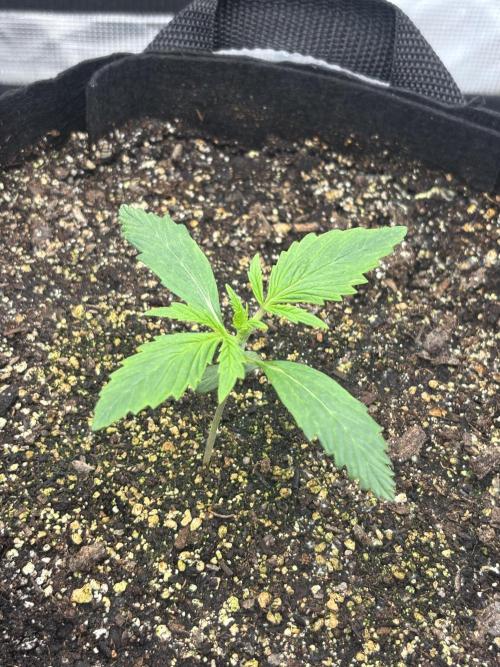 savages grows. Week 2