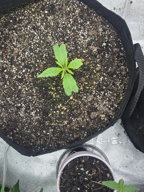 savages grows. Week 2