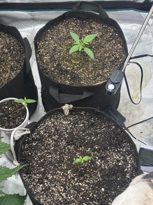 savages grows. Week 2