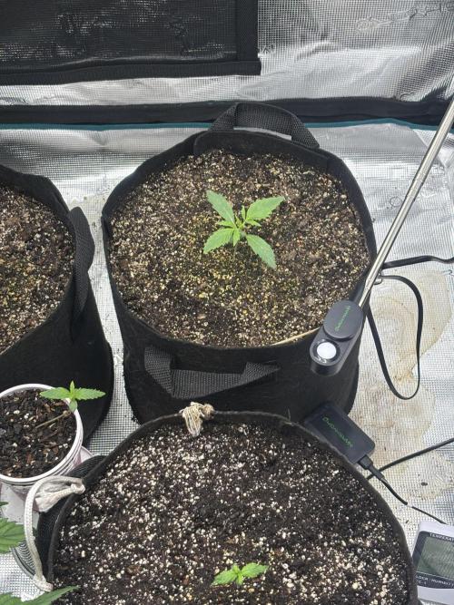 savages grows. Week 2