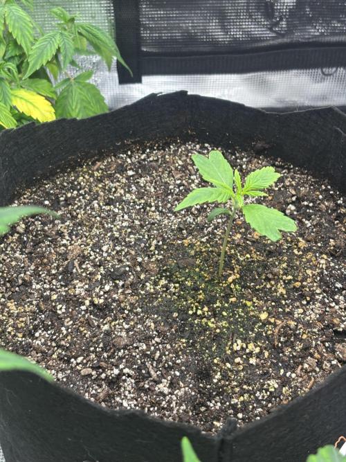 savages grows. Week 2