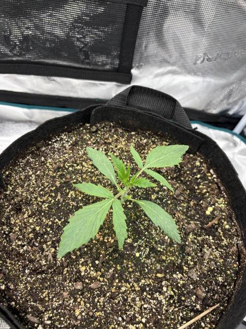 savages grows. Week 2