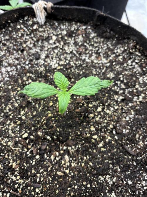 savages grows. Week 2