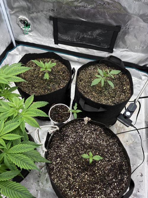 savages grows. Week 2