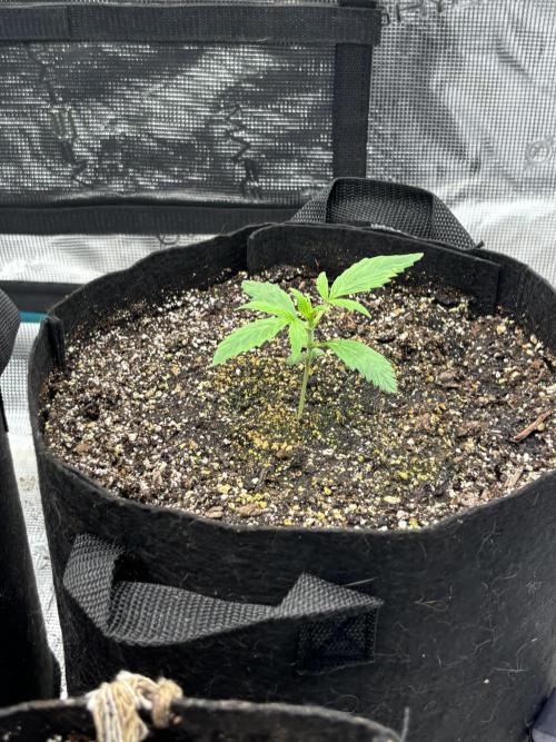 savages grows. Week 2