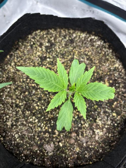 savages grows. Week 2