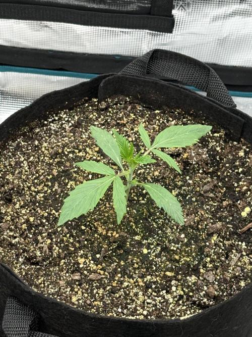 savages grows. Week 2