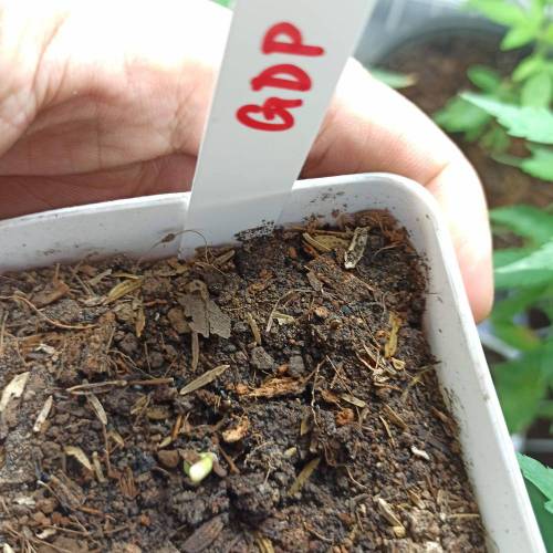 December 2020. Week 0 - GDP#1