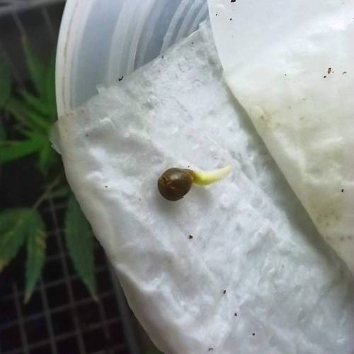 December 2020. Week 0 - GDP#2 02/12/2020