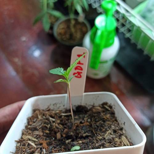 December 2020. Week 1 - GDP1 Day 8 