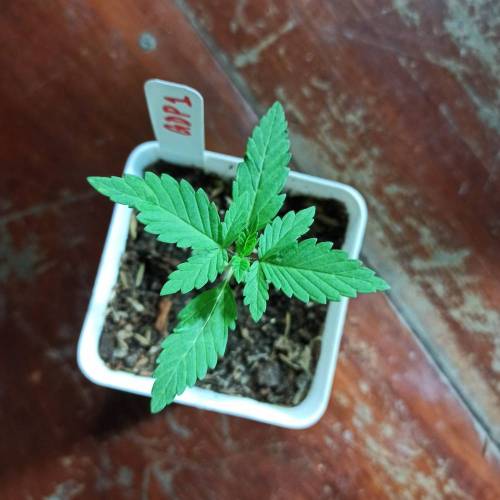 December 2020. Week 2 - Day 14 GDP1