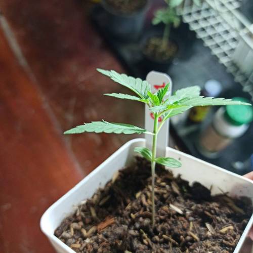 December 2020. Week 2 - Day 14 GDP1