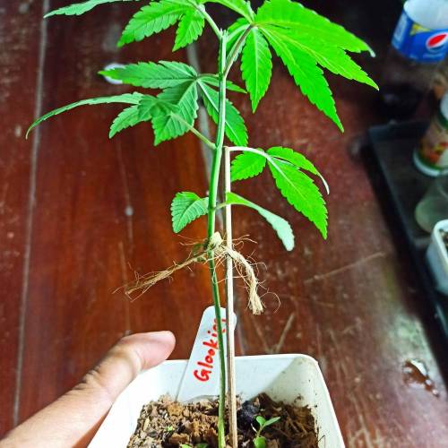 December 2020. Week 3 - Glookies day 23