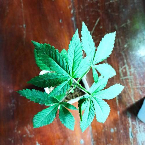 December 2020. Week 3 - Glookies day 23