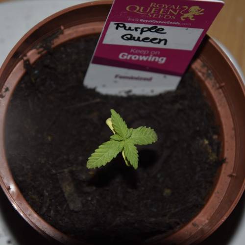 Royal Queen Seeds Purple Queen grow journal by Growlover420 GrowDiaries