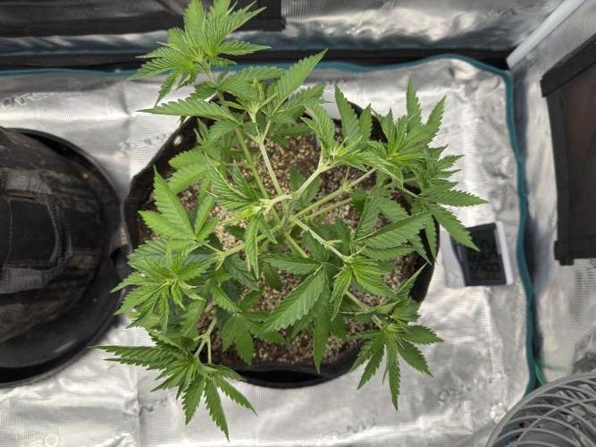 Lemon Runtz Twins. Week 5 - lr2