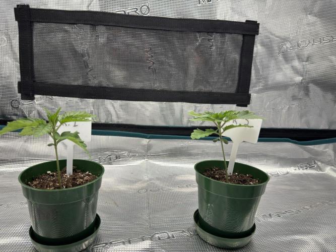 Lemon Runtz Twins. Week 1