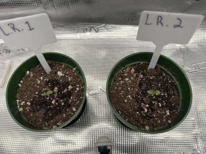 Lemon Runtz Twins. Week 1