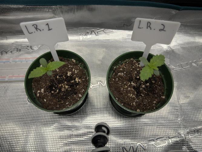 Lemon Runtz Twins. Week 1