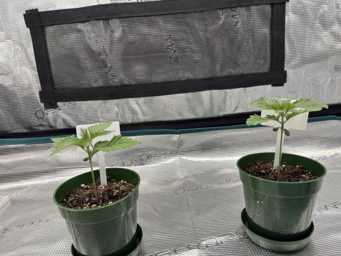 Lemon Runtz Twins. Week 1