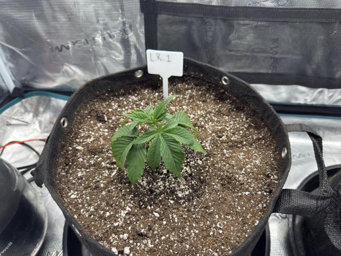 Lemon Runtz Twins. Week 3