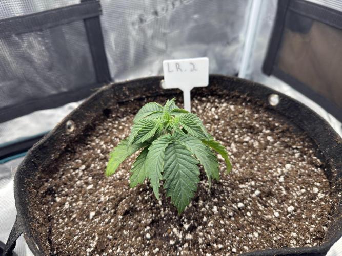 Lemon Runtz Twins. Week 3