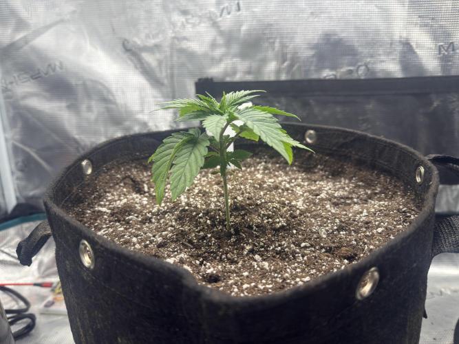 Lemon Runtz Twins. Week 3