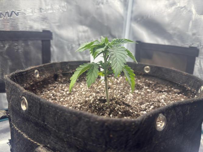 Lemon Runtz Twins. Week 3