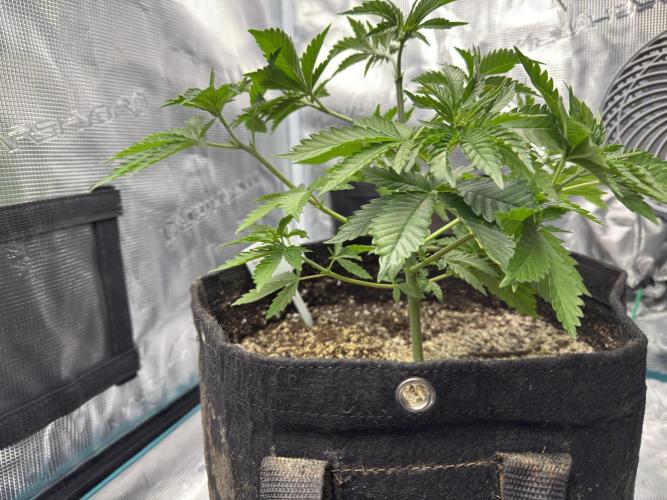 Lemon Runtz Twins. Week 5 - lr2