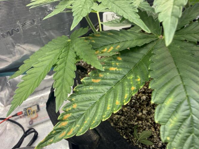 Lemon Runtz Twins. Week 5