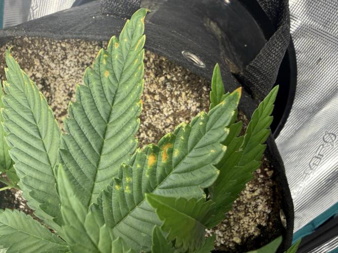 Lemon Runtz Twins. Week 5