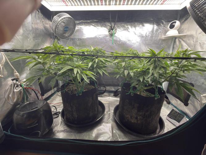 Lemon Runtz Twins. Week 8