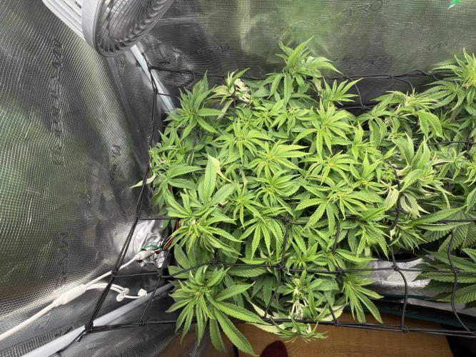 Lemon Runtz Twins. Week 8