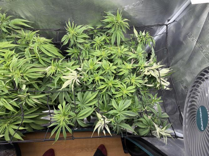 Lemon Runtz Twins. Week 8