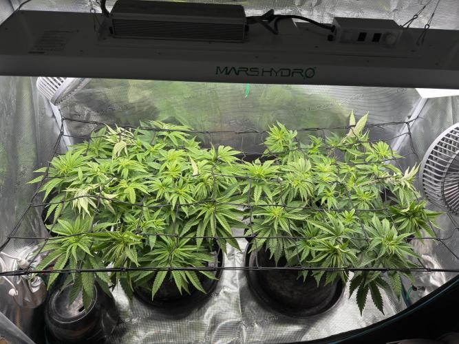 Lemon Runtz Twins. Week 8