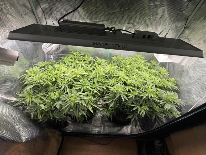 Lemon Runtz Twins. Week 9